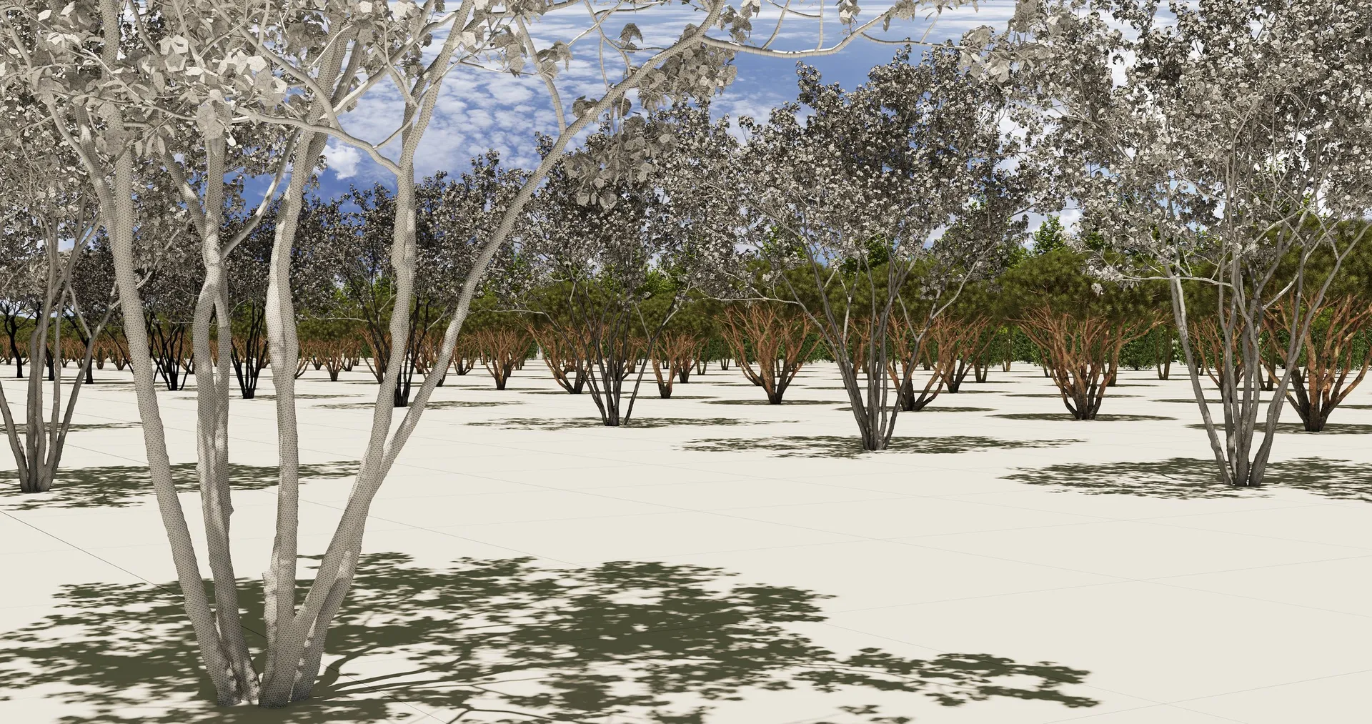 Augalai ir lauko vazonai — Sodo Linija medelynas