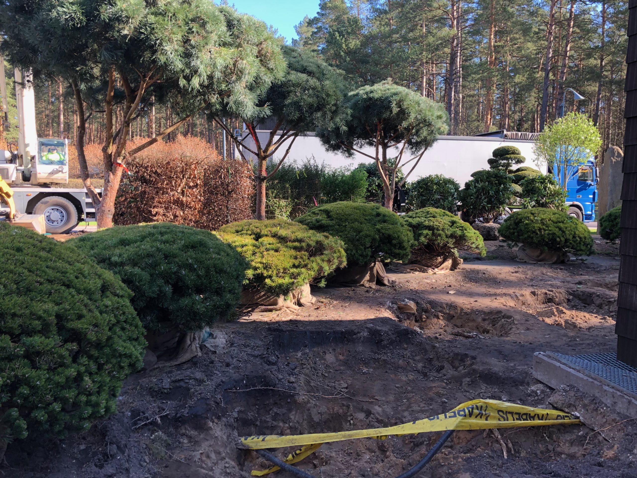 Apželdinimo projektas su dekoratyviniais medžiais