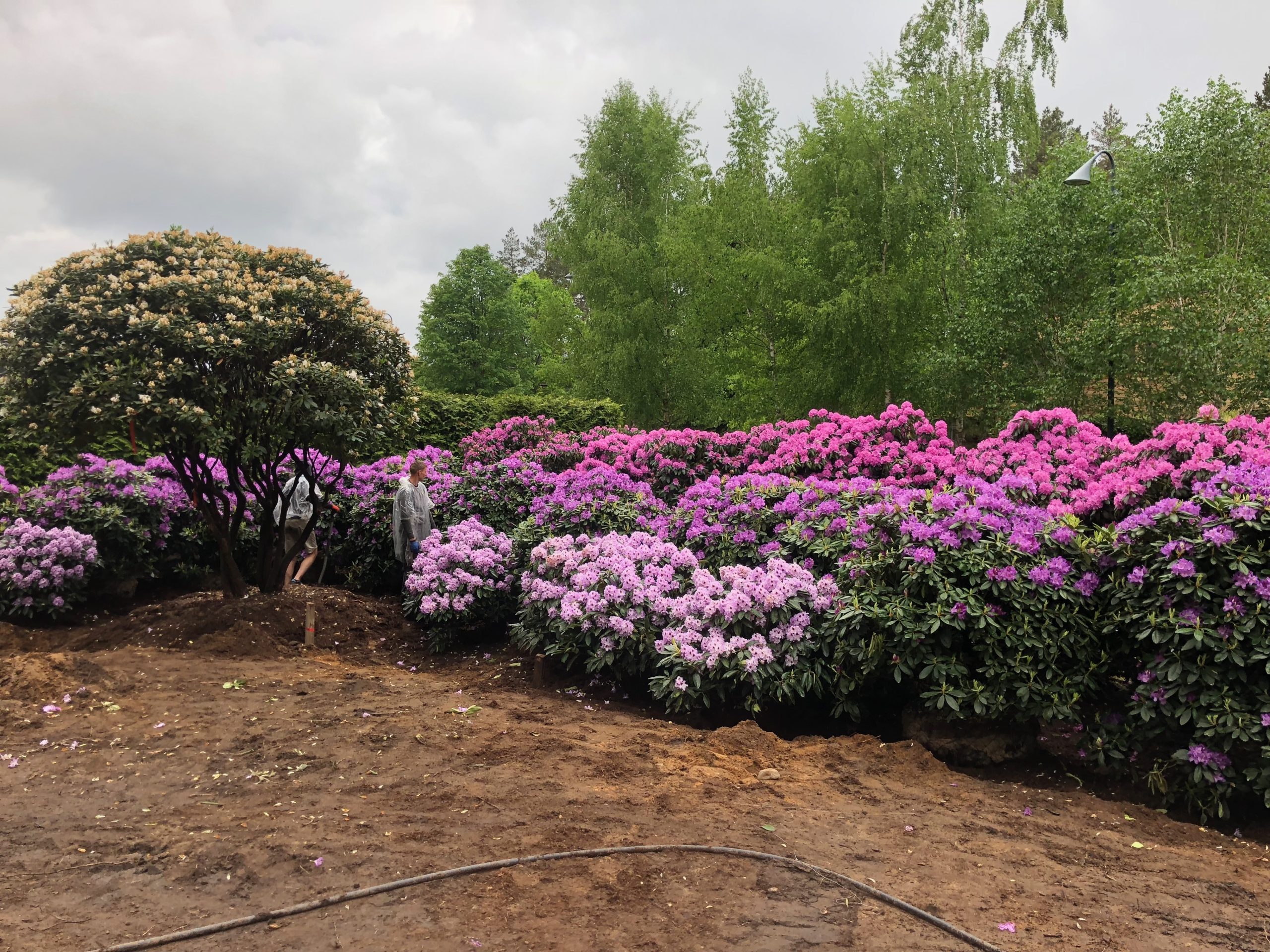 Teritorijos tvarkymo projektas su veja ir takais