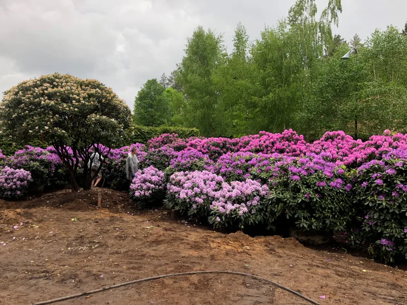 Teritorijos tvarkymo projektas su veja ir takais