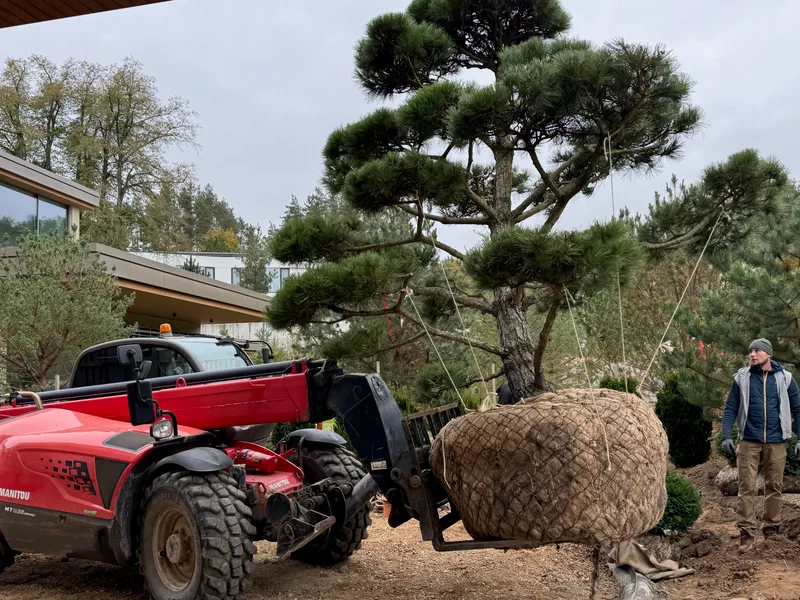 Apželdinimo darbai su dekoratyviniais krūmais