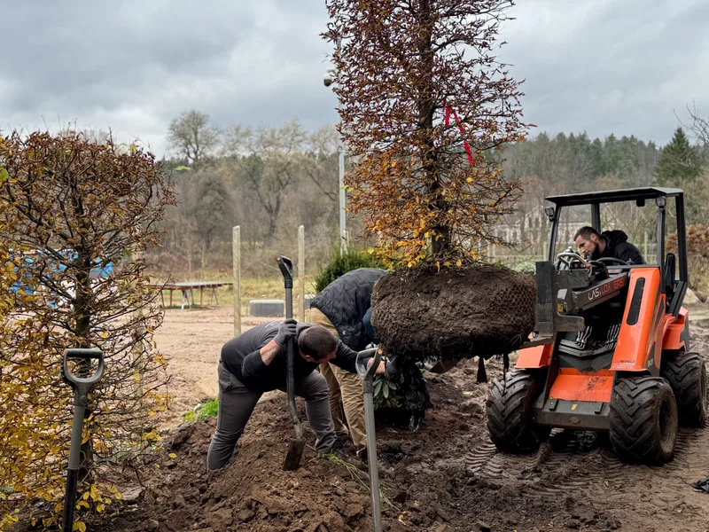 Sodo erdvės sutvarkymas su naujais augalais