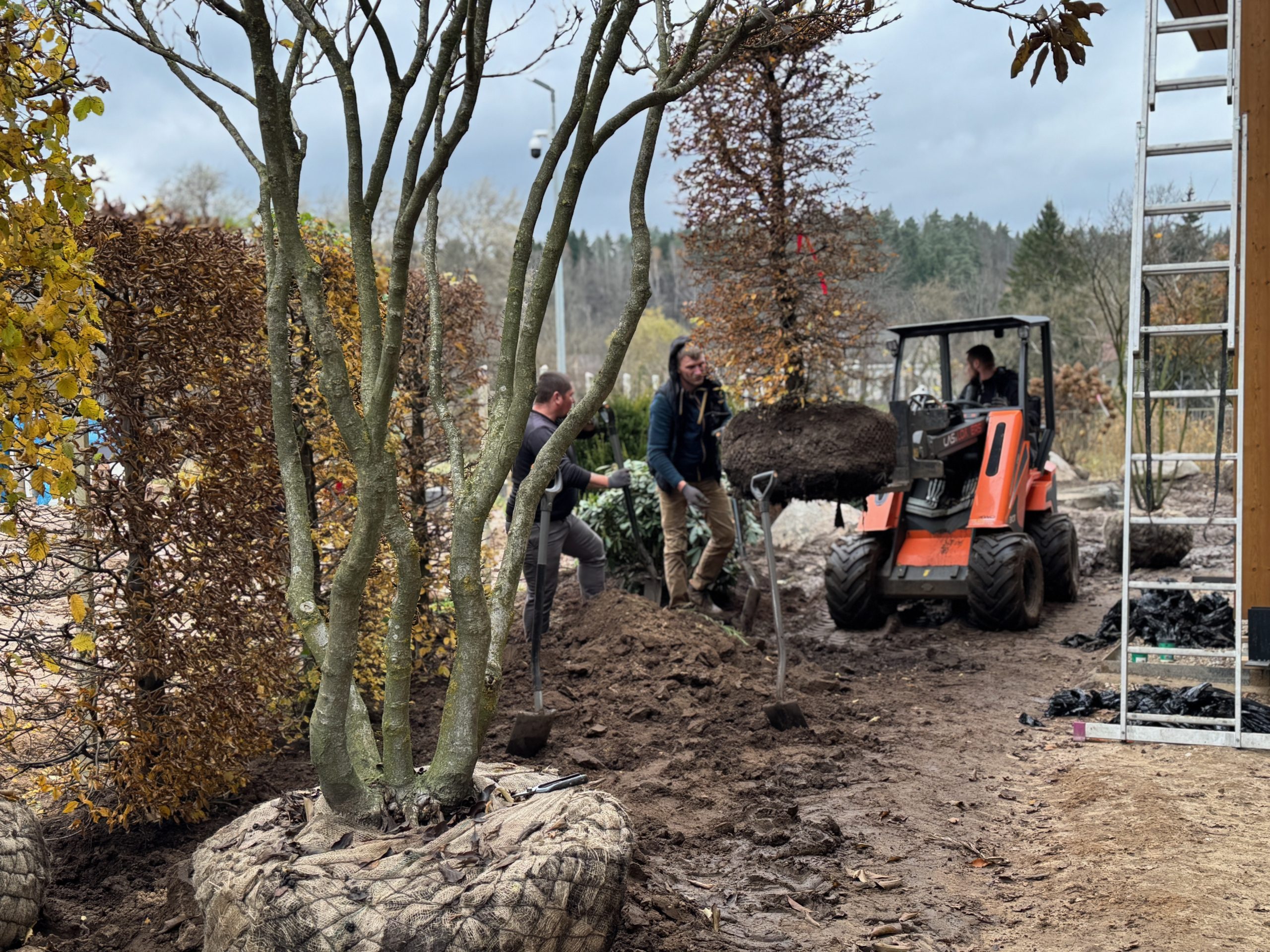 Teritorijos apželdinimas su dekoratyviniais želdynais