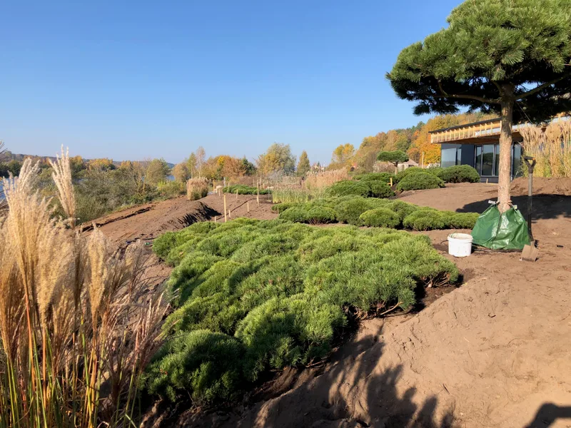 Sodo projektas su naujais želdiniais ir apšvietimu