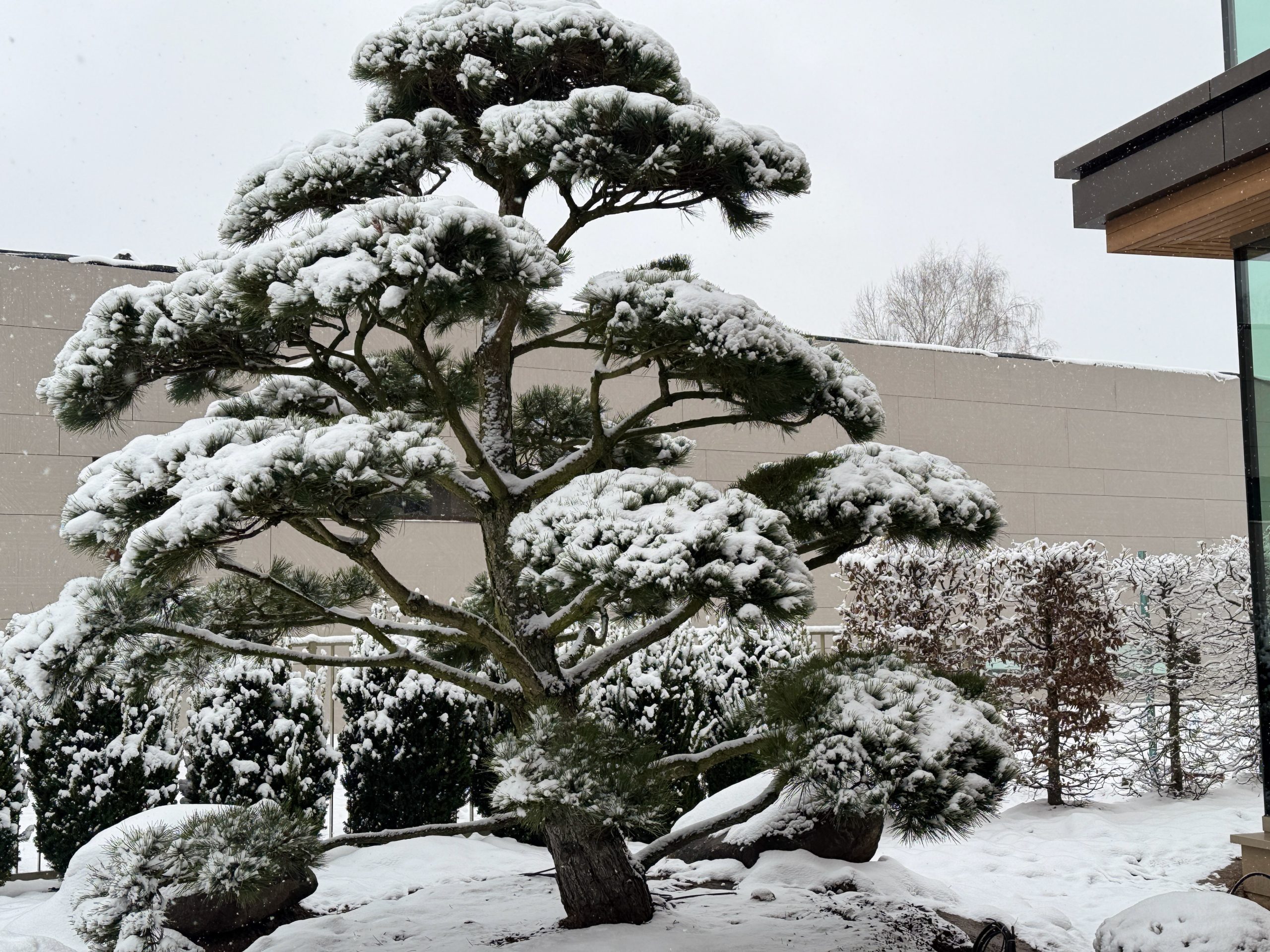 Apželdinimo projektas