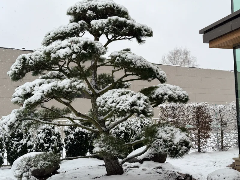 Kiemo tvarkymas su nauja veja ir takais