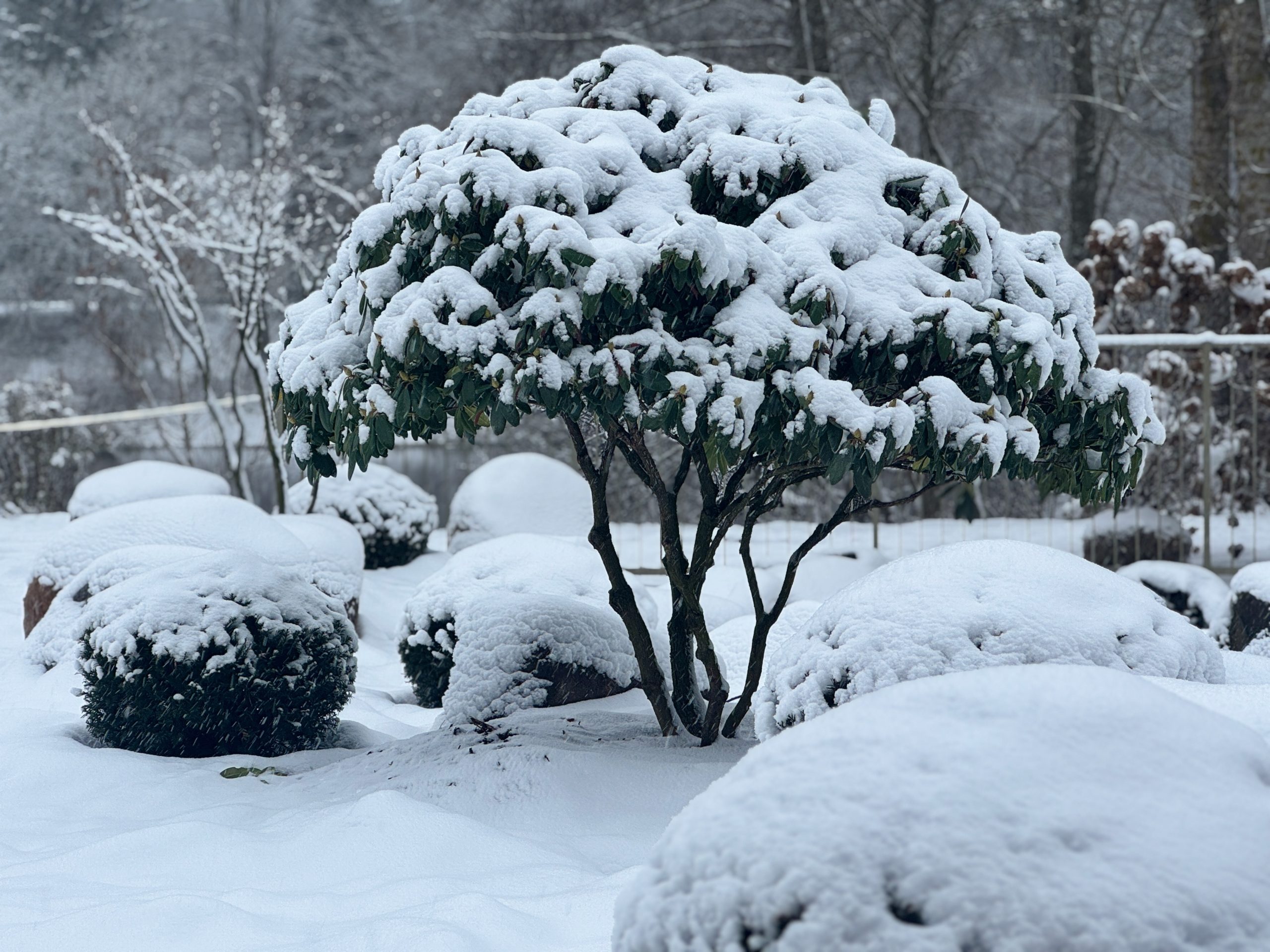 Apželdinimo projektas su daugiamečiais augalais