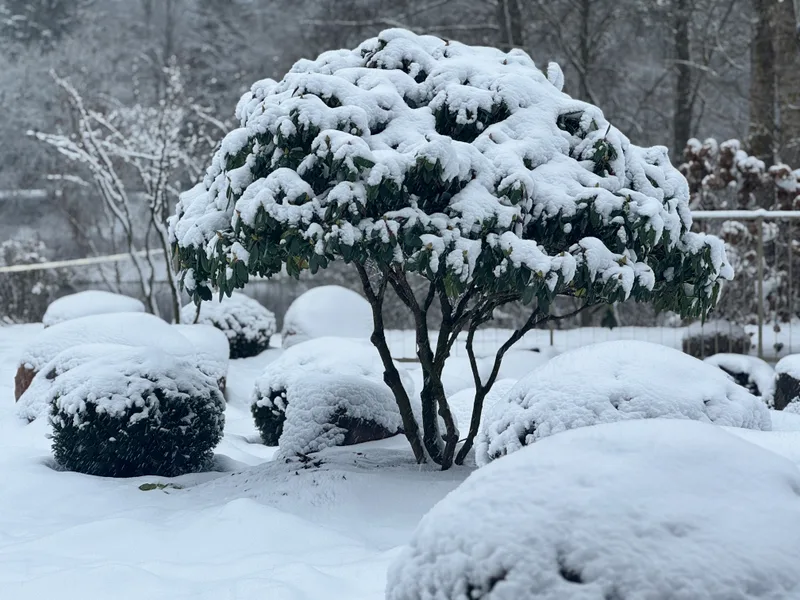 Apželdinimo projektas su daugiamečiais augalais