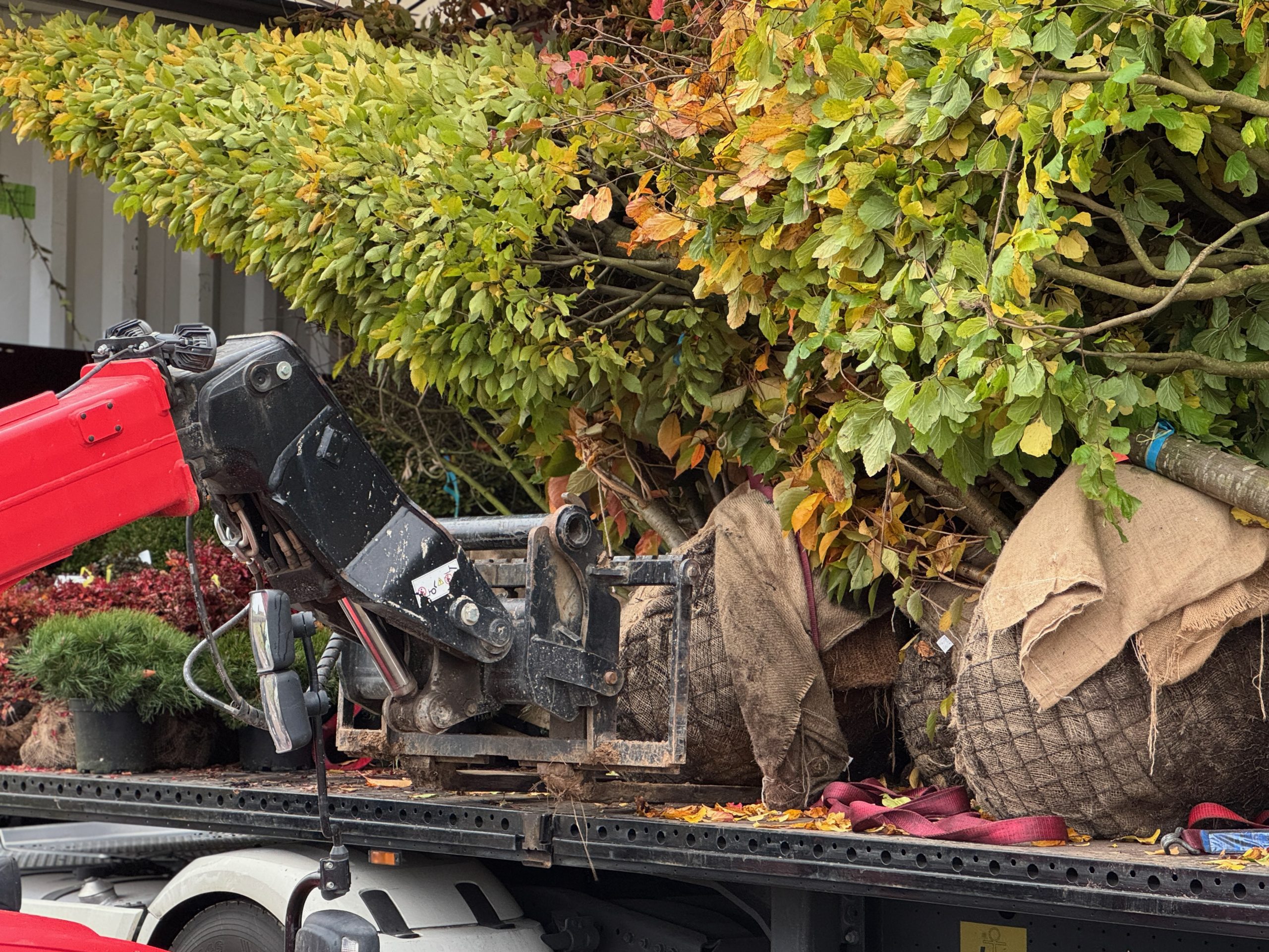 Privačios teritorijos apželdinimo darbai