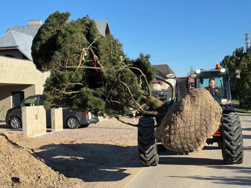 Sodo teritorijos sutvarkymo projektas
