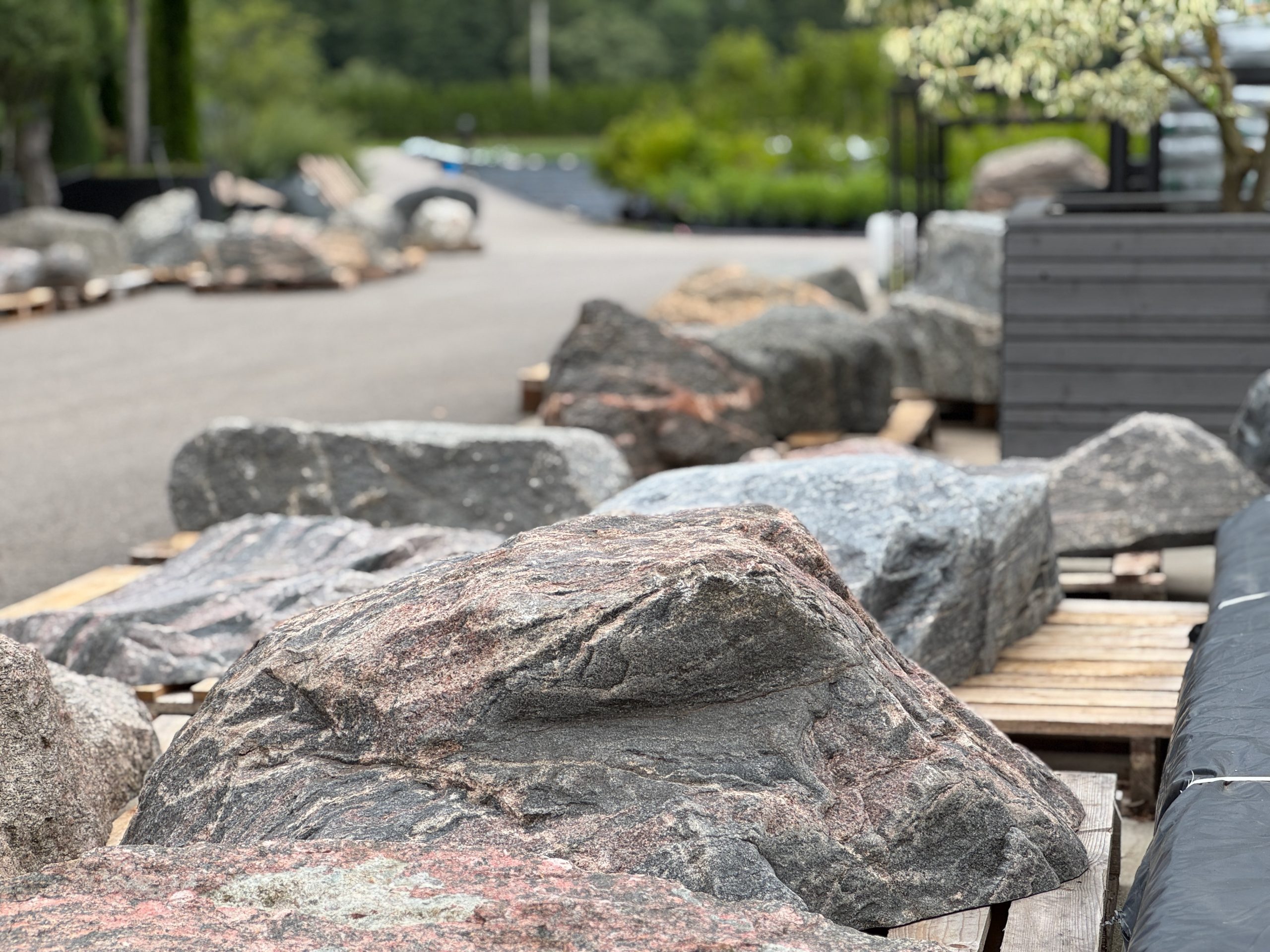 Daugiametis dekoratyvinis augalas