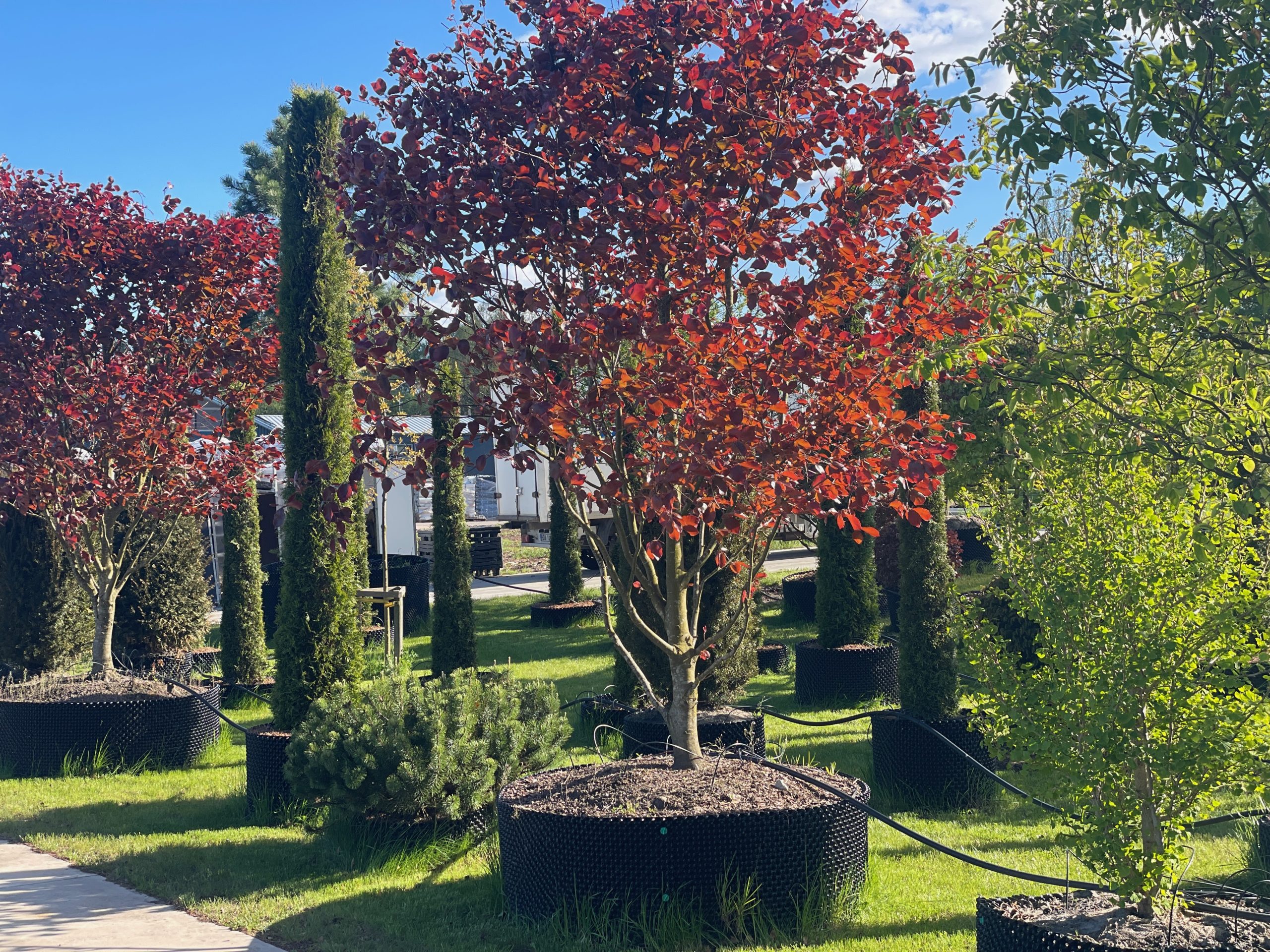 Daugiametis augalas medelyne