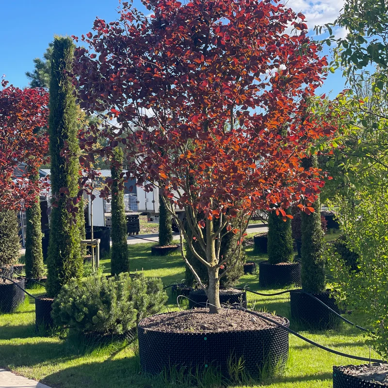 Raudonlapiai dekoratyviniai medžiai medelyne