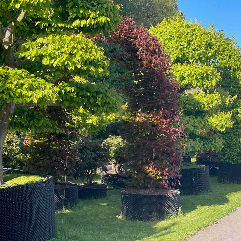 Žydintis dekoratyvinis krūmas