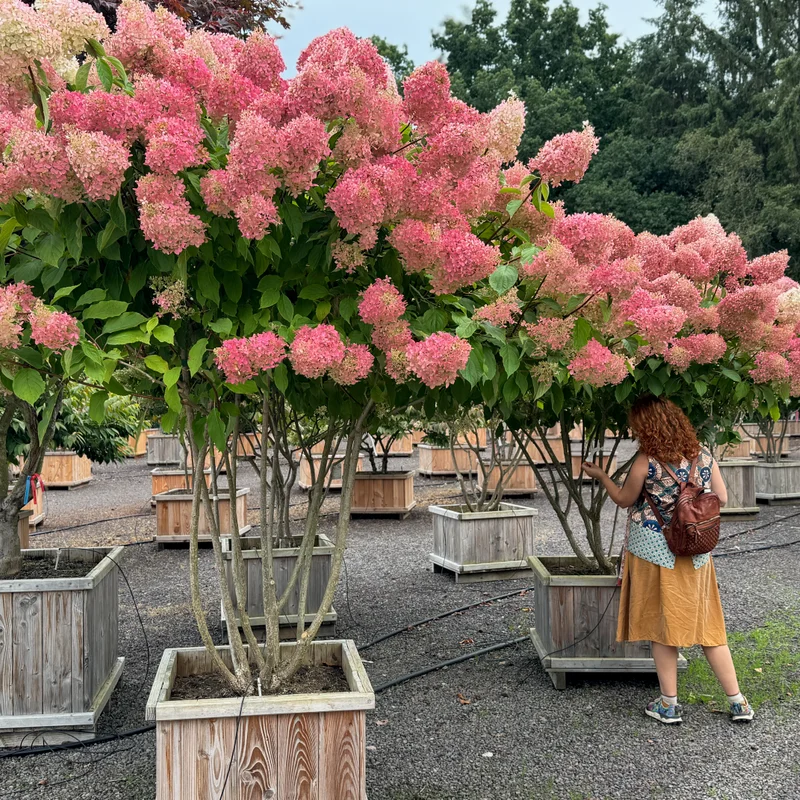 Dekoratyvinis spygliuotis medelyne