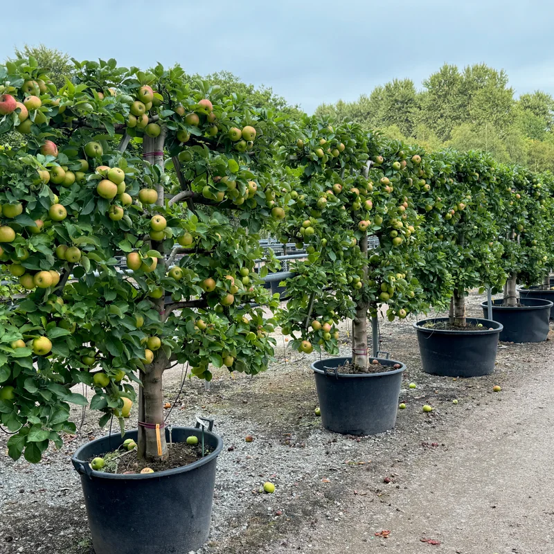 Formuotas dekoratyvinis medis