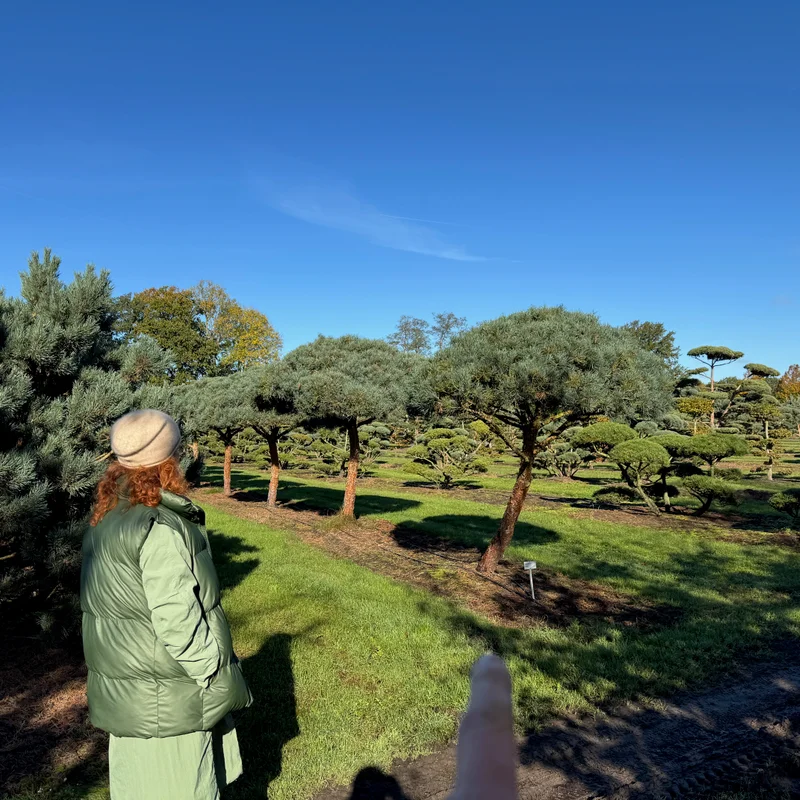 Dekoratyvinis augalas medelyne