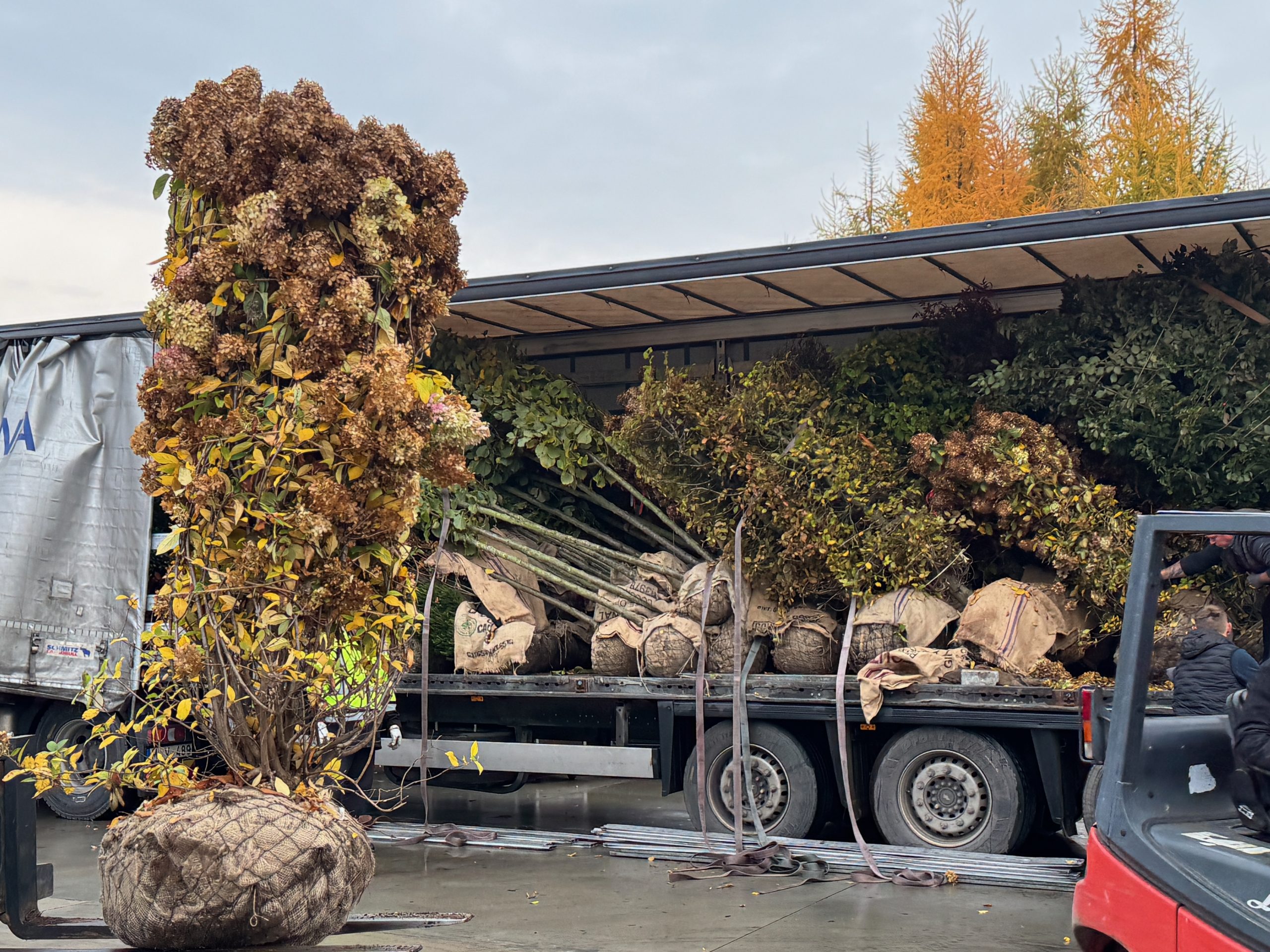 Dekoratyvinis krūmas su žiedais