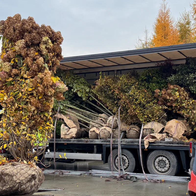 Dekoratyvinis krūmas su žiedais