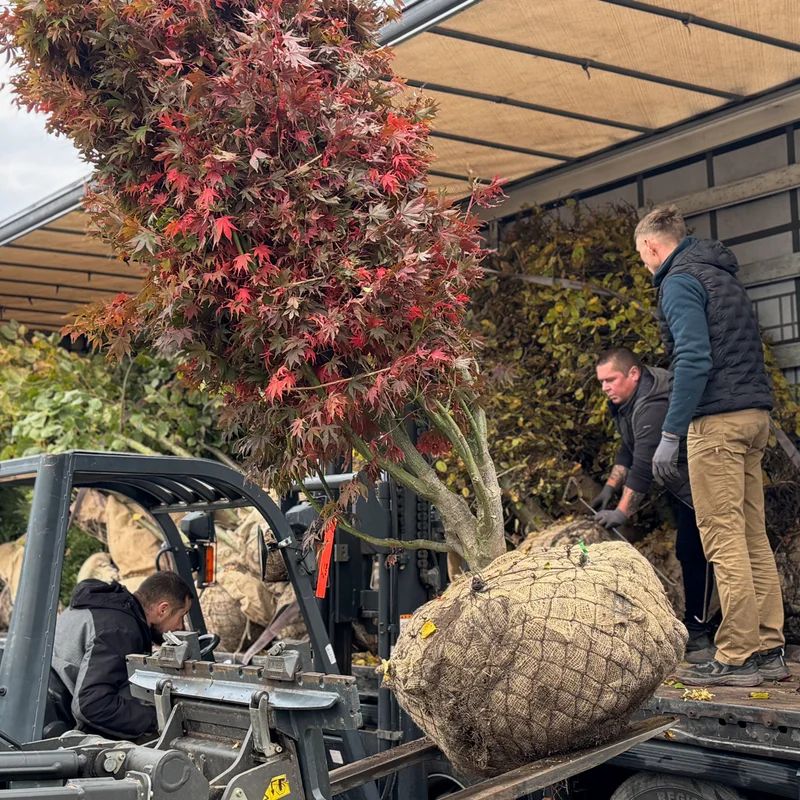 Spygliuočio sodinukas medelyne