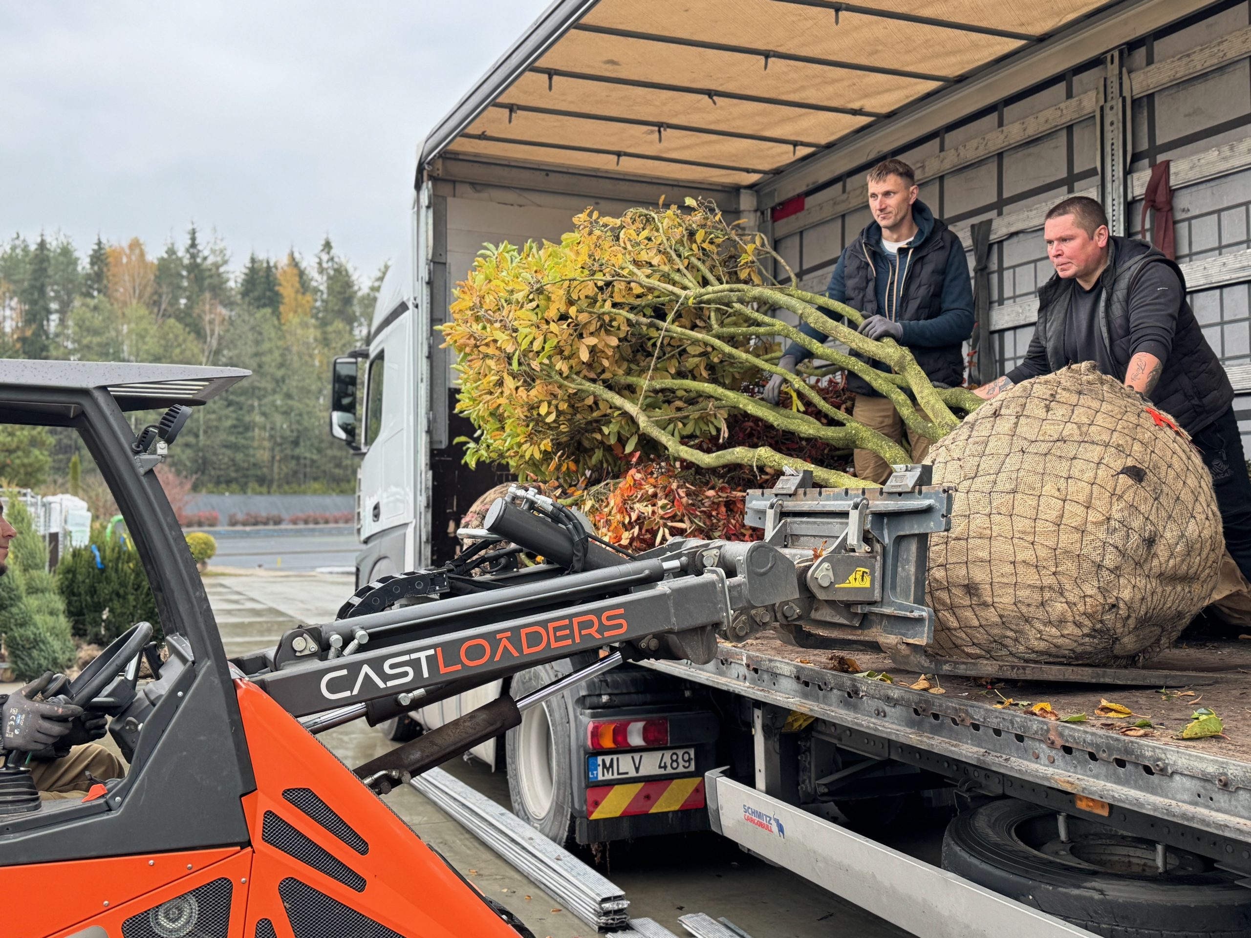 Dekoratyvinis medis su formuota laja