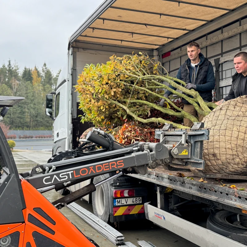 Dekoratyvinis medis su formuota laja