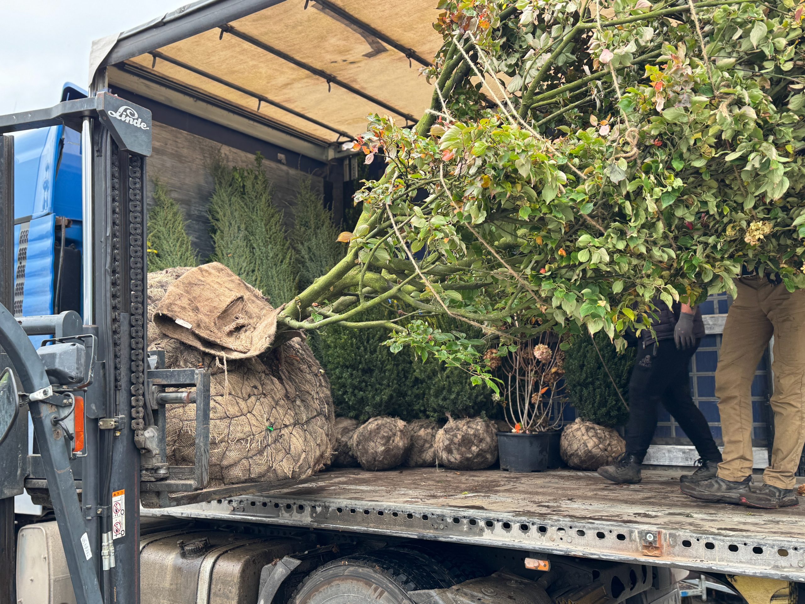 Augalas su dekoratyviniais vaisiais