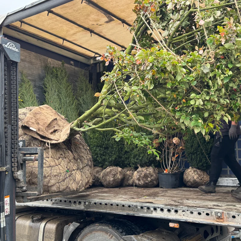 Augalas su dekoratyviniais vaisiais