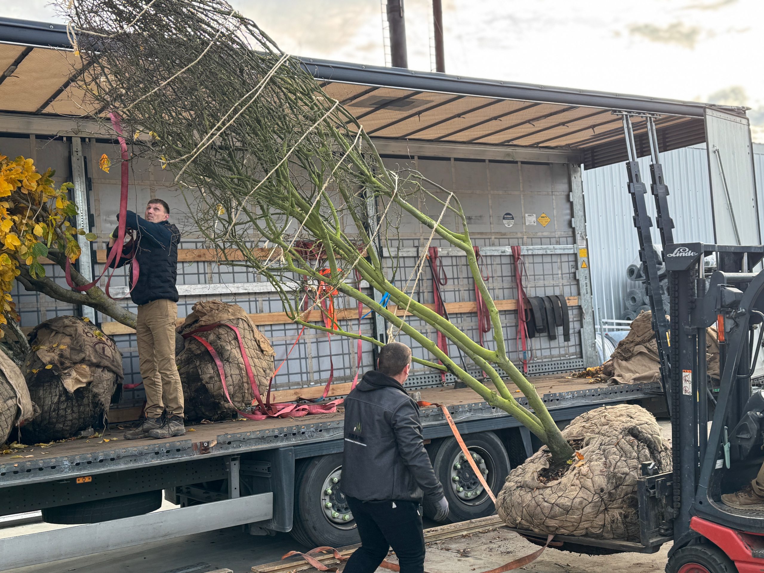 Dekoratyvinis augalas su ryškiais lapais