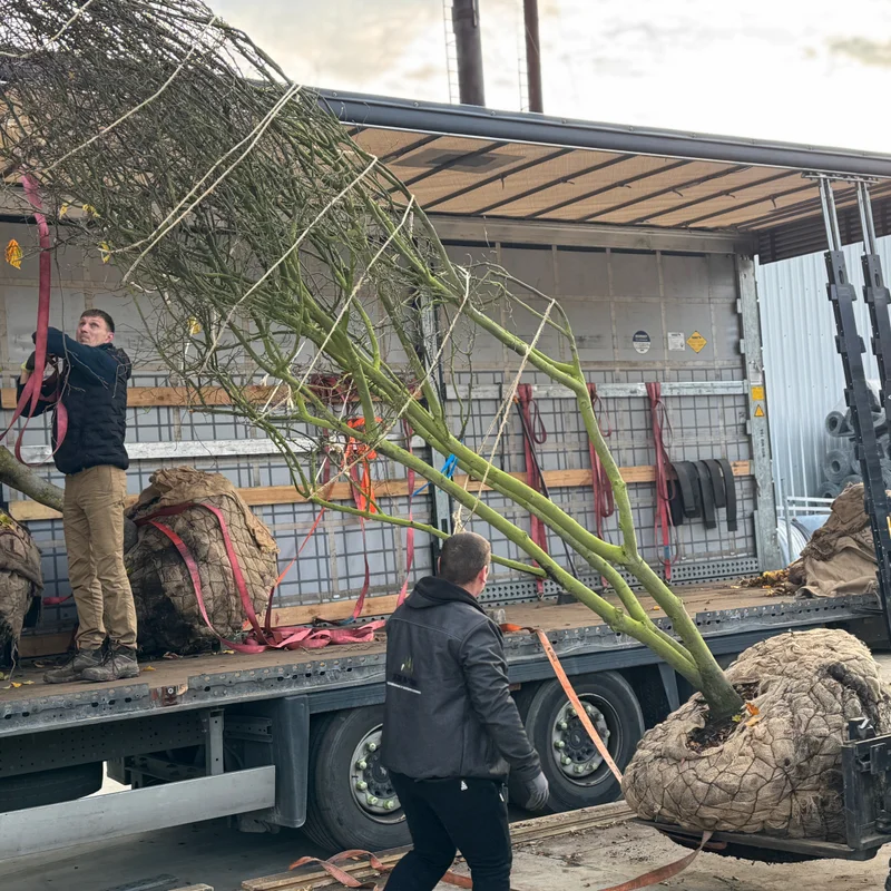 Dekoratyvinis augalas su ryškiais lapais