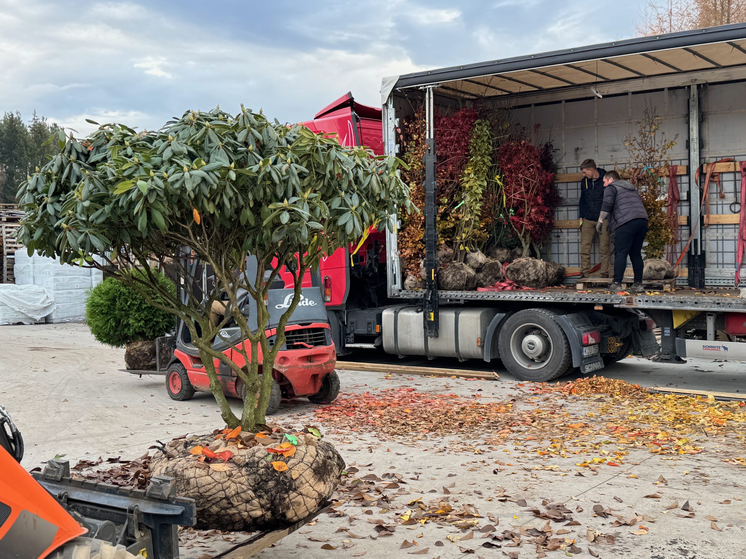 Dekoratyvinis augalas gyvatvorėms