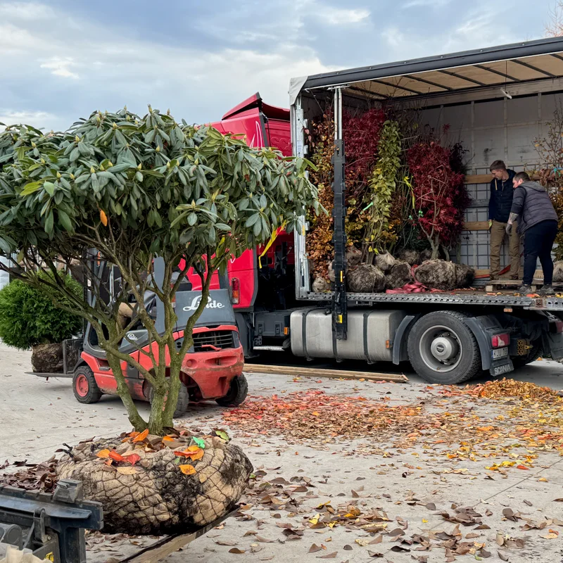 Dekoratyvinis augalas gyvatvorėms