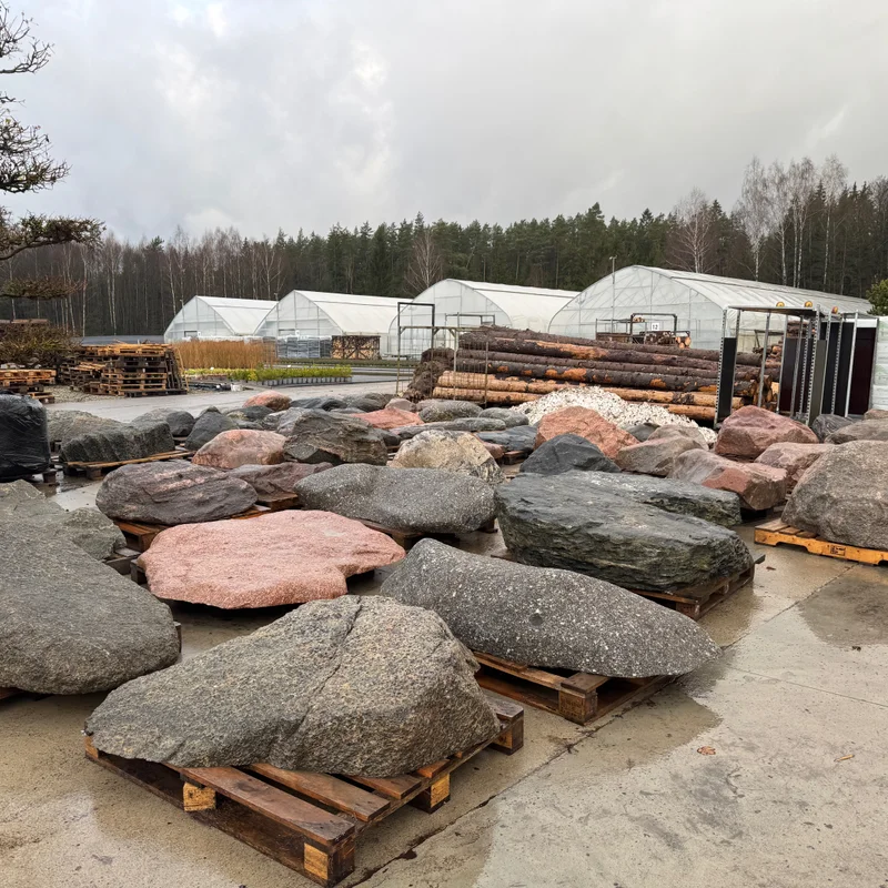 Dekoratyvinis krūmas sodinimui