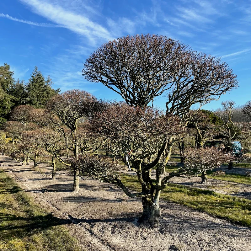 Daugiametis dekoratyvinis augalas