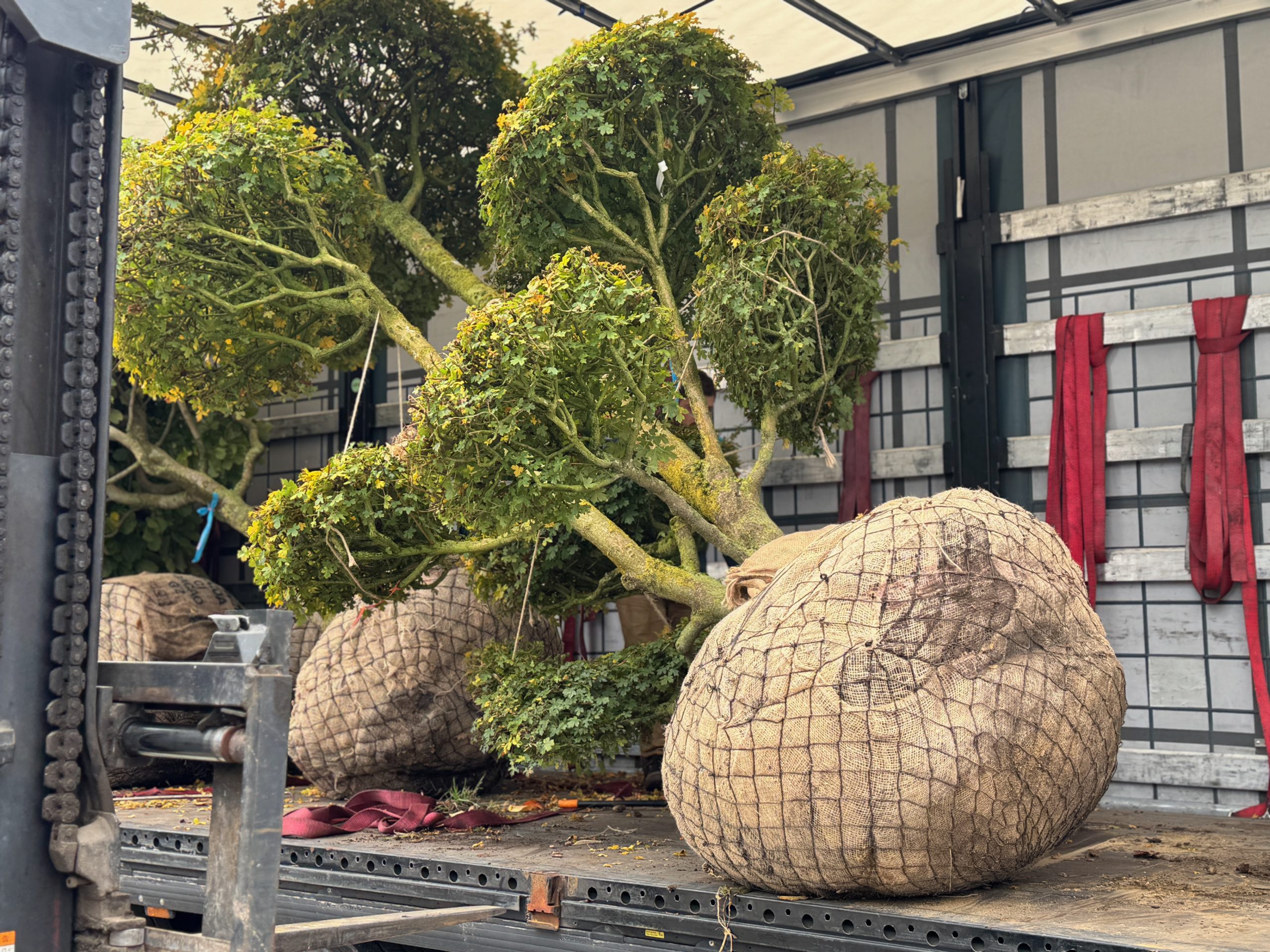 Dekoratyvinis medis su spalvingais lapais