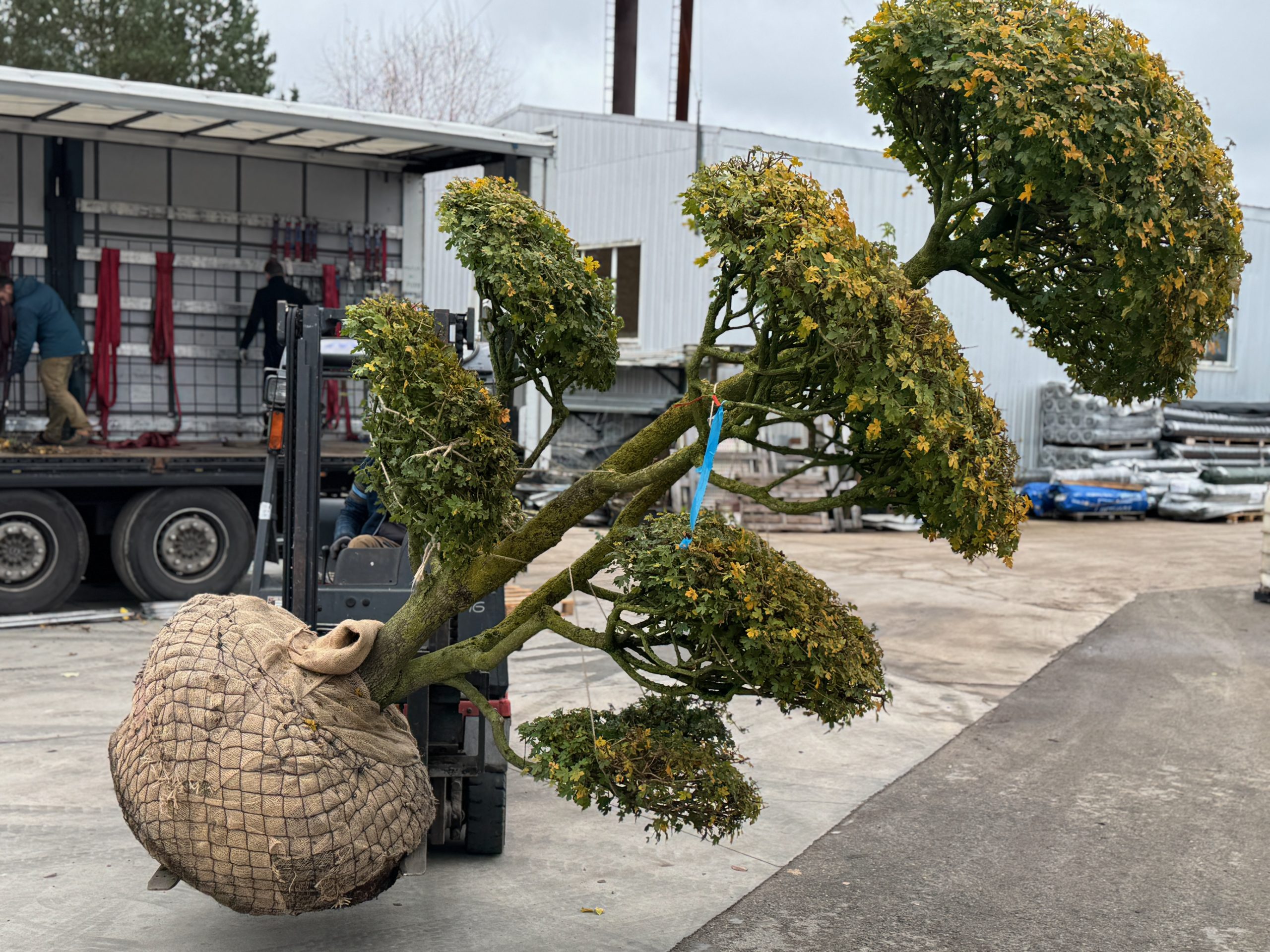 Aukštaūgis dekoratyvinis medis