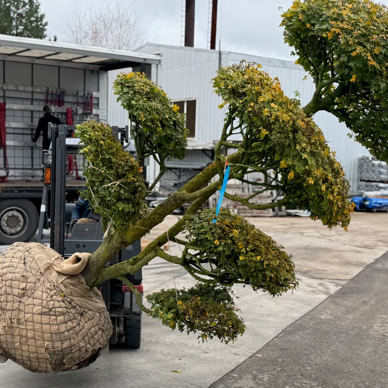 Aukštaūgis dekoratyvinis medis