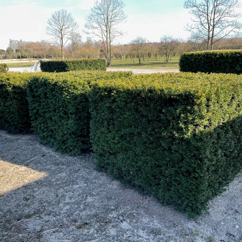 Dekoratyvinis medis su formuota laja