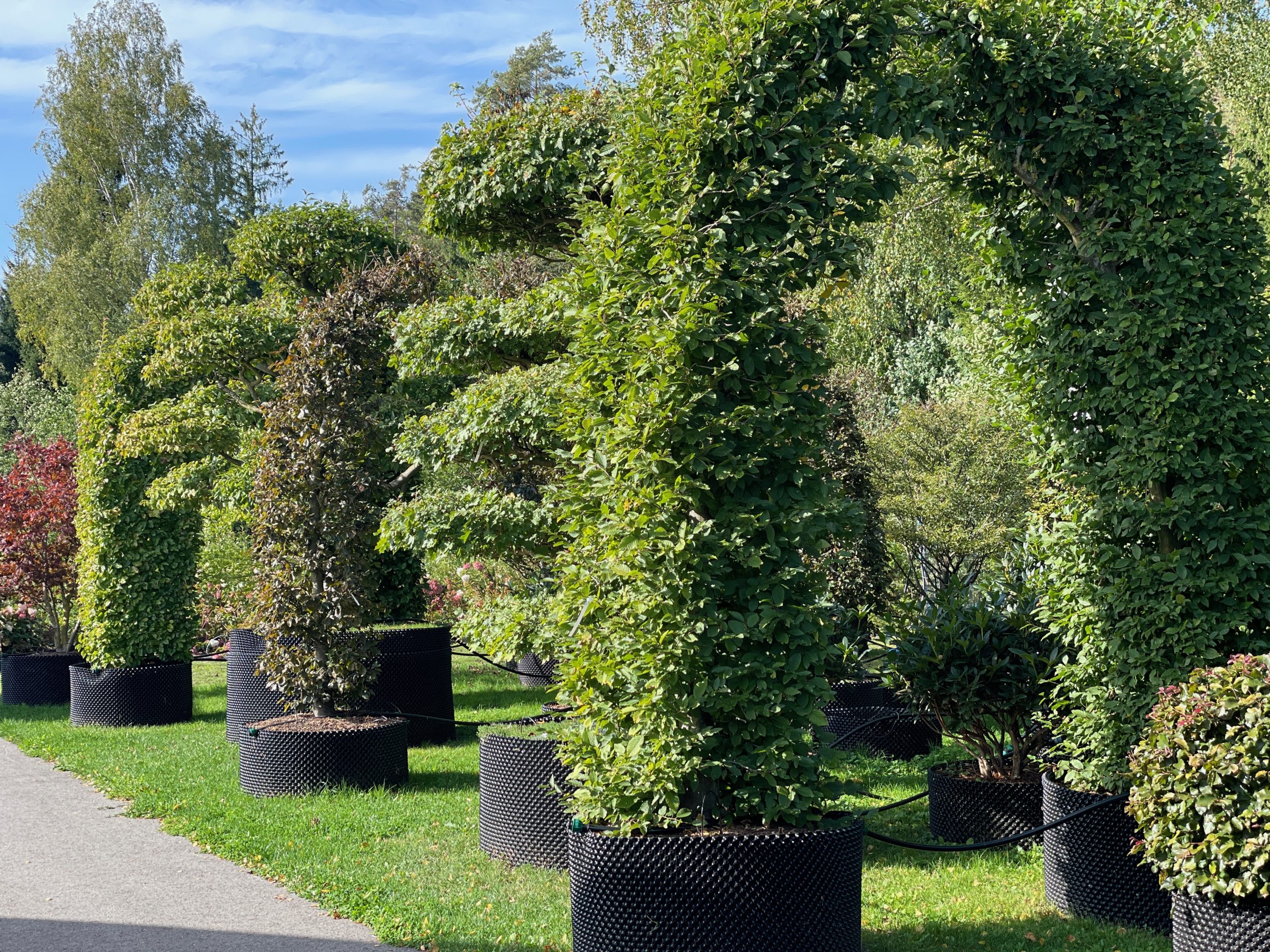 Dekoratyvinis augalas su spalvingais žiedais