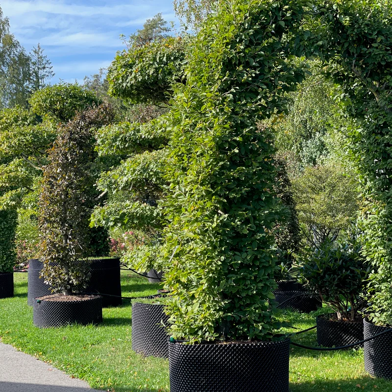 Dekoratyvinis augalas su spalvingais žiedais