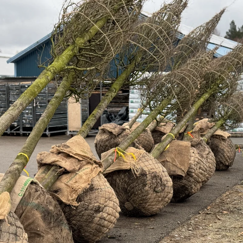 Didelis dekoratyvinis medis sodinimui