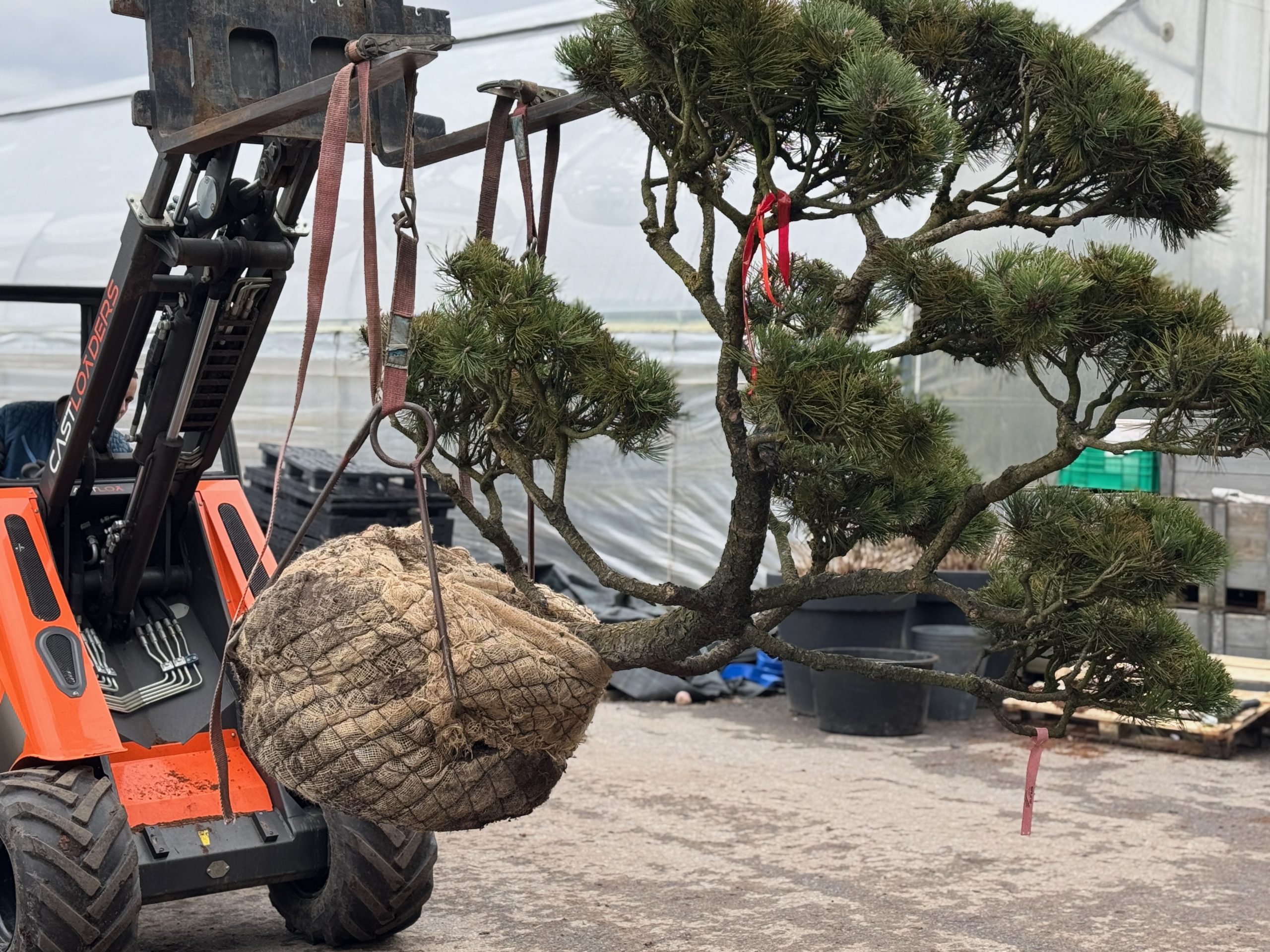 Formuotas dekoratyvinis augalas