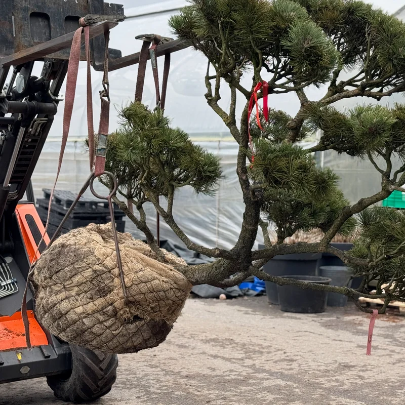 Formuotas dekoratyvinis augalas