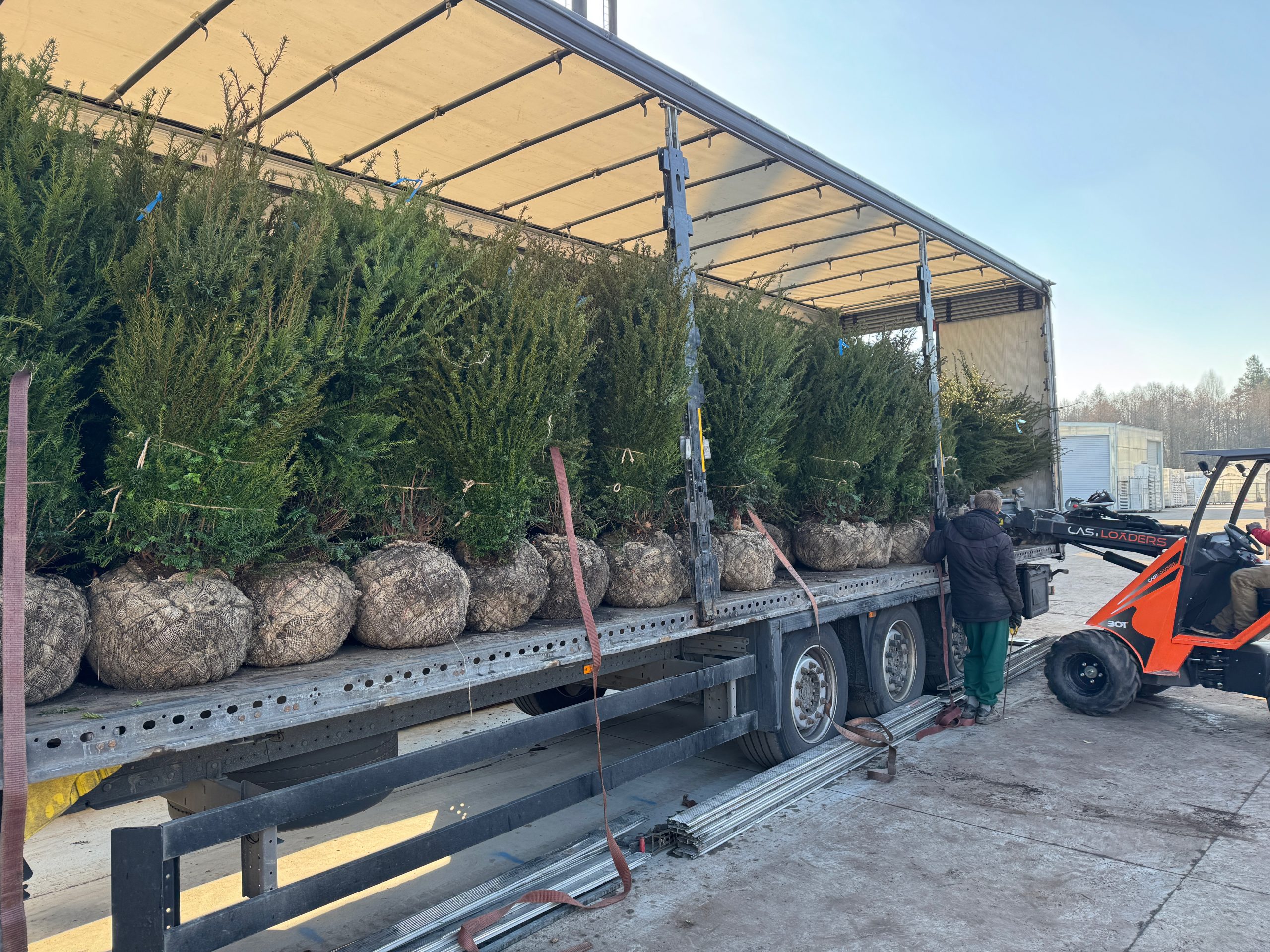 Formuotas spygliuotis