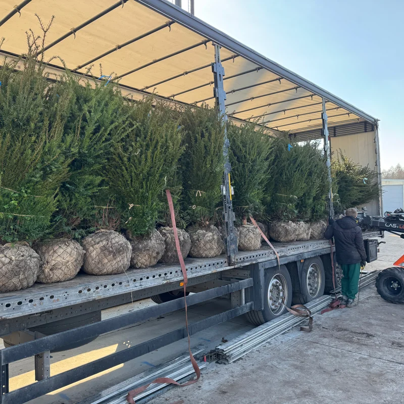 Formuotas spygliuotis