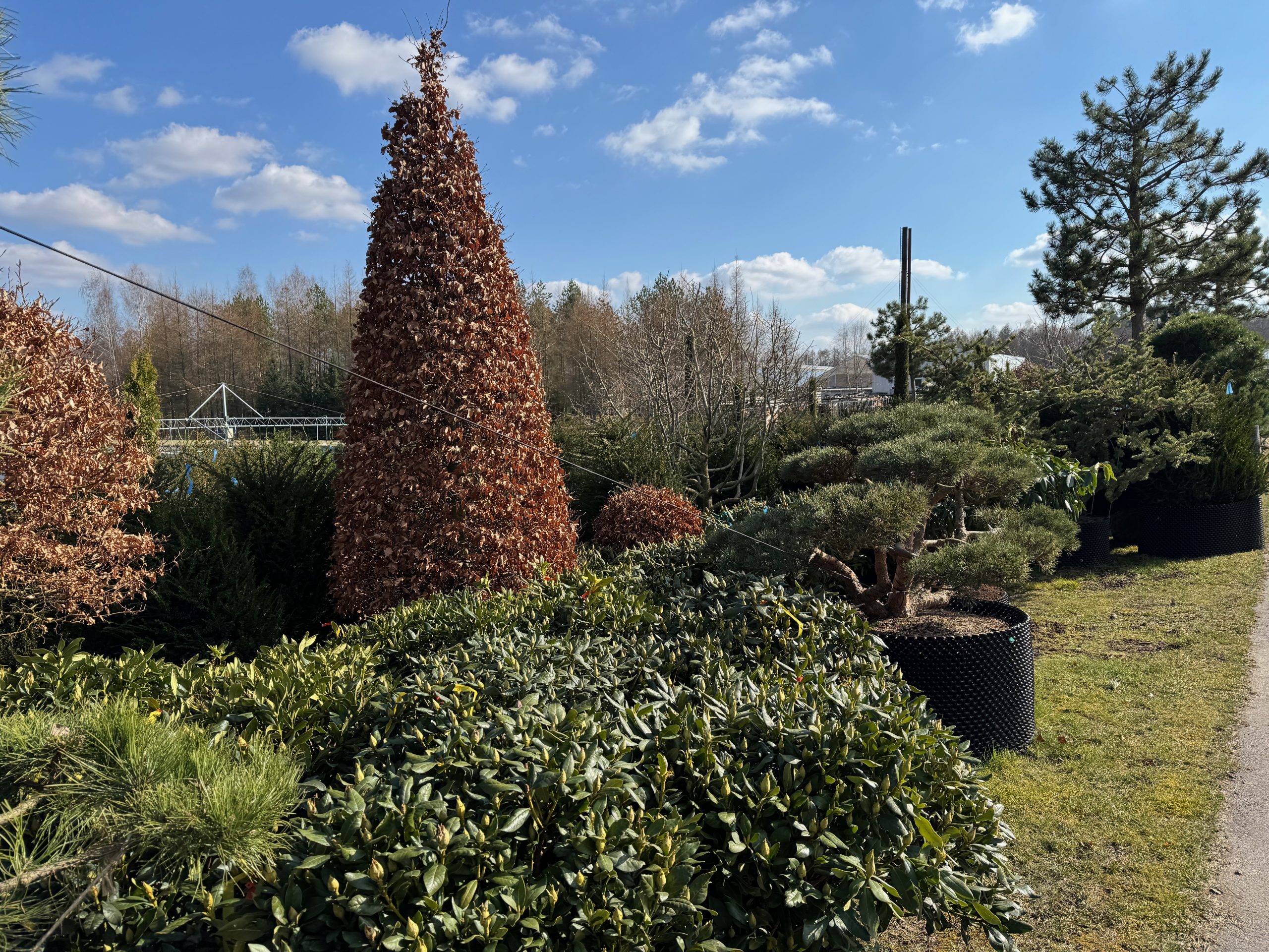 Dekoratyvinis medis medelyne