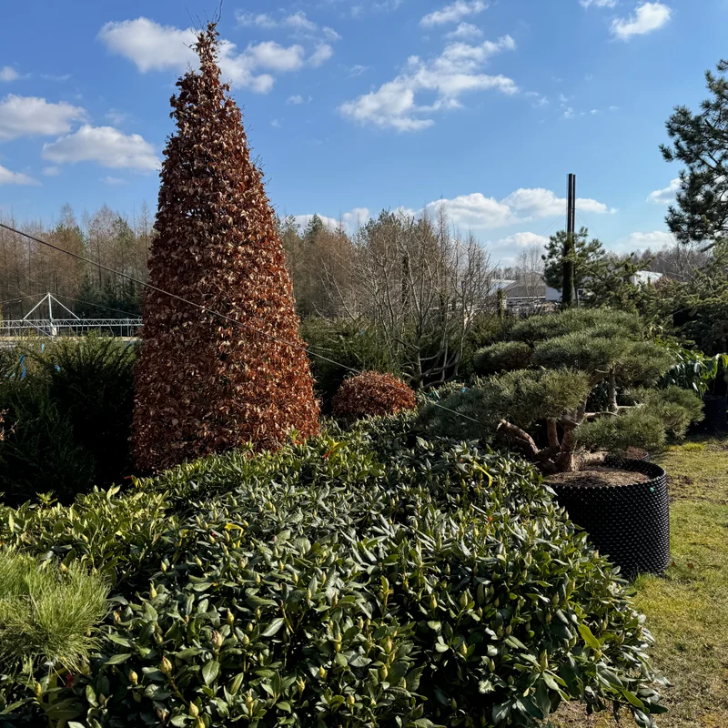 Dekoratyvinis medis medelyne