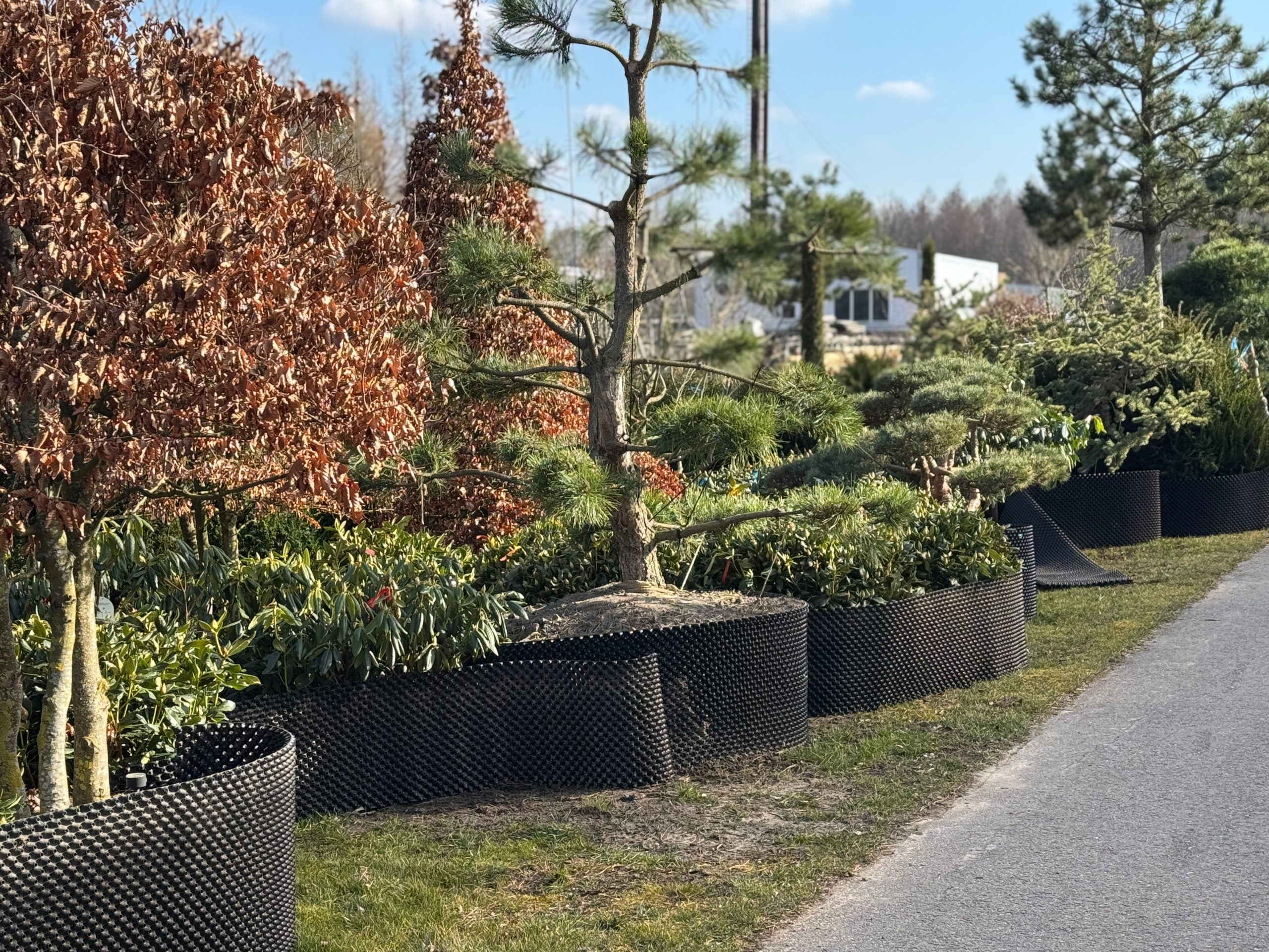 Dekoratyvinis žemaūgis krūmas