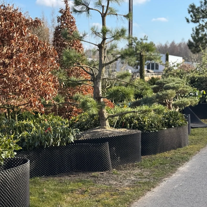 Dekoratyvinis žemaūgis krūmas