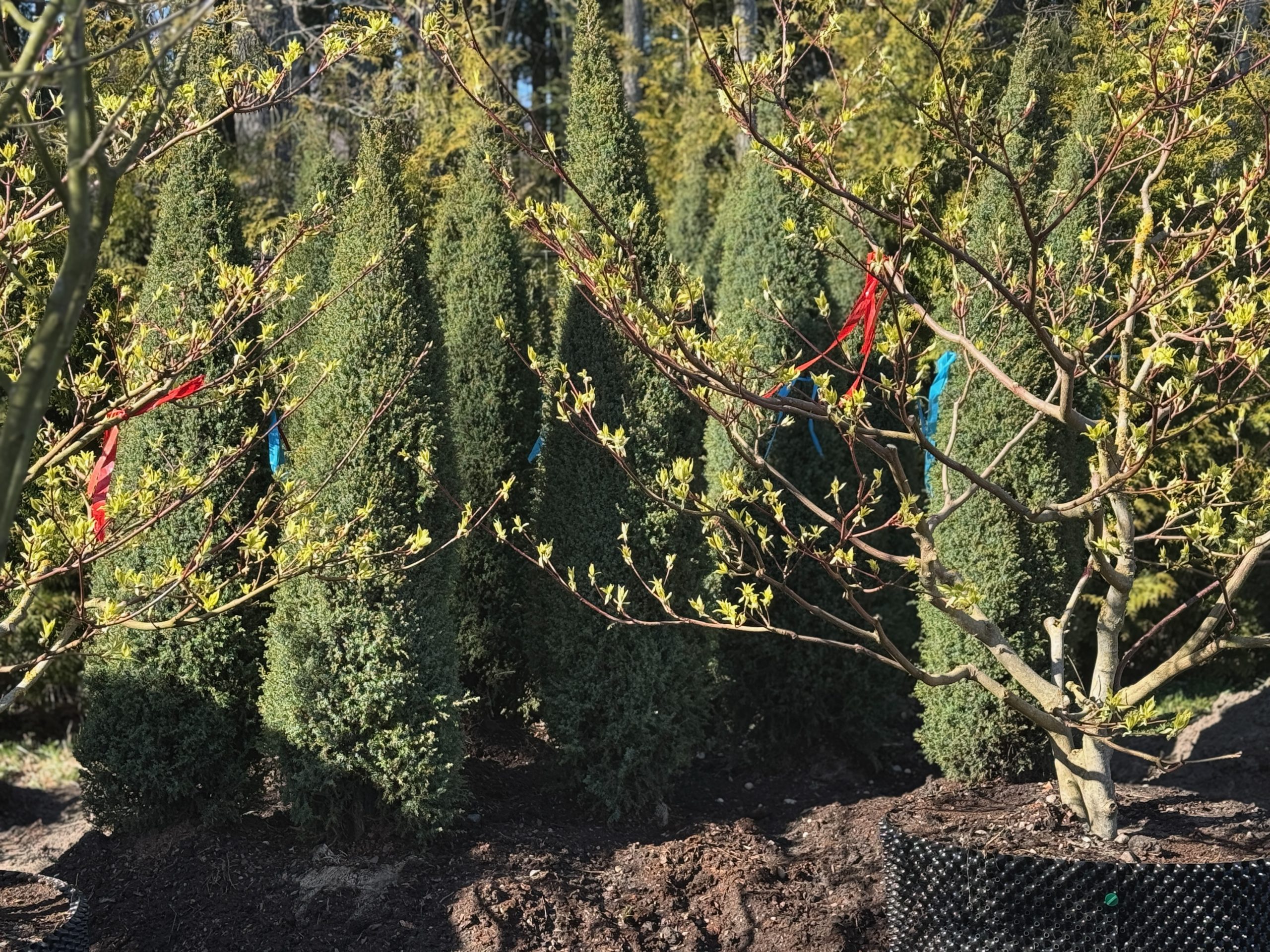 Žydinčio krūmo sodinukas